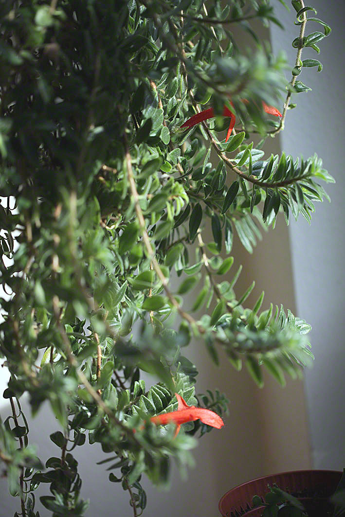 Columnea gloriosa